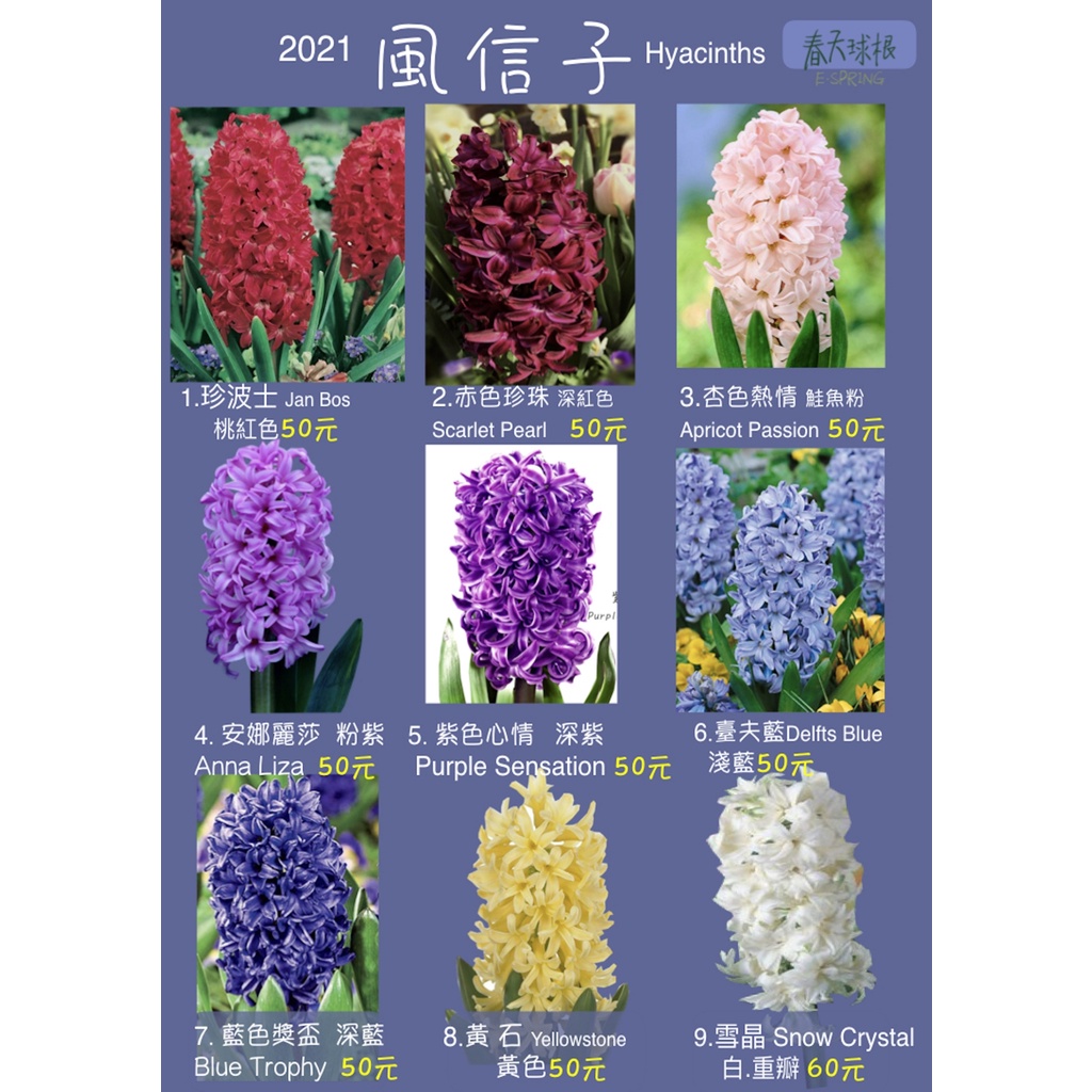 春天球根 風信子hyacinth 2 赤色珍珠深紅 蝦皮購物