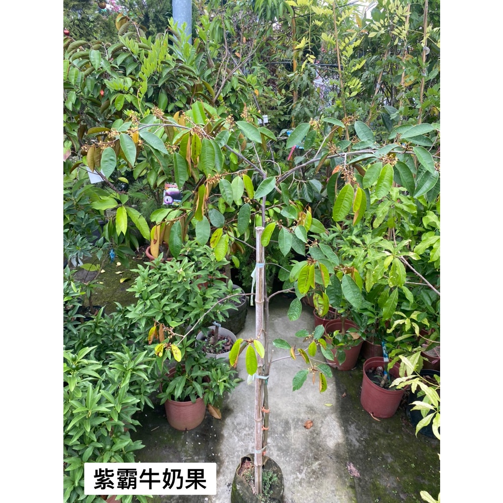 【花無缺❶號】水果苗 ⚇紫霸牛奶果 /  大果龍貢