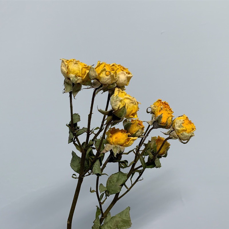 乾燥花迷你玫瑰 黃 乾燥花永生花迷你玫瑰浮游花 蝦皮購物
