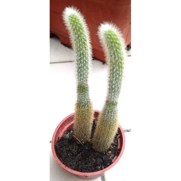 億齊的仙肉園 貓尾柱仙人掌貓尾巴多肉植物 蝦皮購物