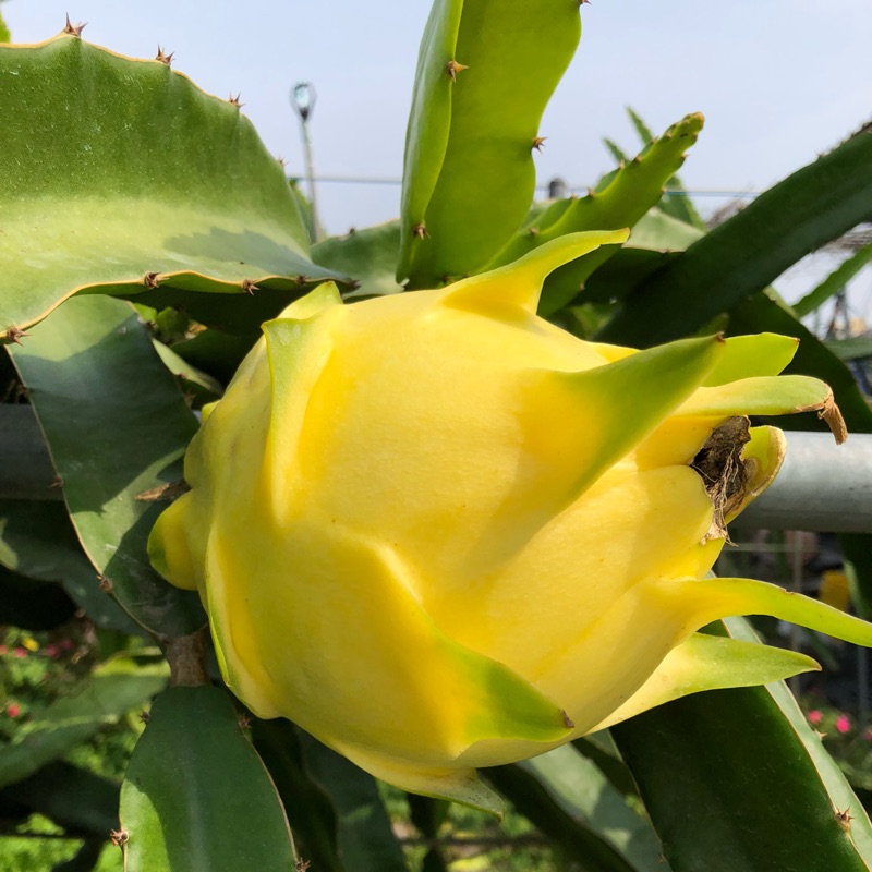 新品種黃龍果 燕窩果 黃龍果 厄瓜多黃龍果 泰國黃龍果 蝦皮購物