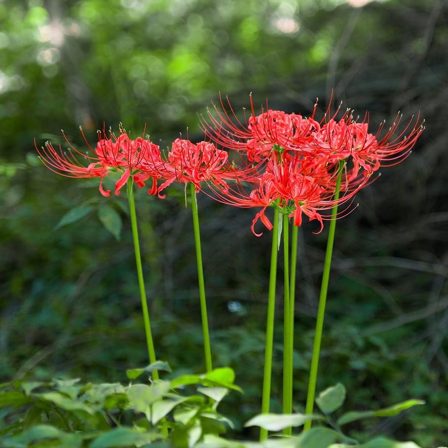 小熊球根 Lycoris Radiata 馬祖石蒜 紅花石蒜球根 彼岸花 龍爪花 鑽石百合 開花球 現貨 蝦皮購物