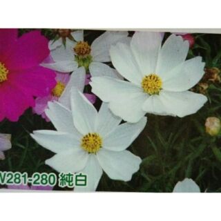 尋花趣 大波斯菊 【白色】大波斯菊種子 花海大波斯菊種子 每包1公斤裝 保證當季進口種子 發芽率高