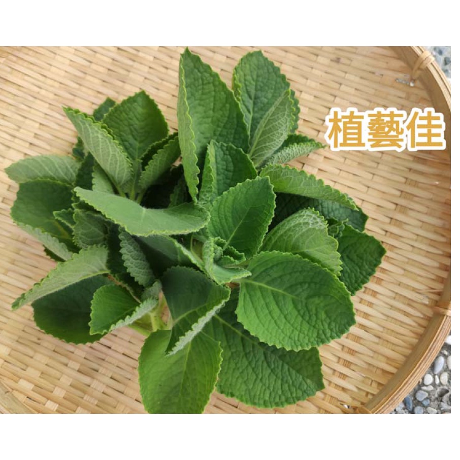 [植藝佳]新鮮左手香/到手香葉 含嫩枝條 天然栽種 鮮採300g 製作手工皂/香膏，防蚊液，泡澡，外敷