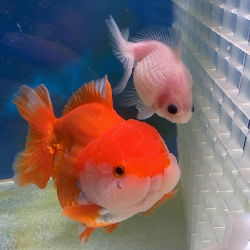 T J水族用品 模型玩具工作室 線上商店 蝦皮購物