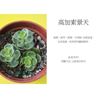 心栽花坊-高加索景天/3吋/多肉植物/小品/售價50特價40