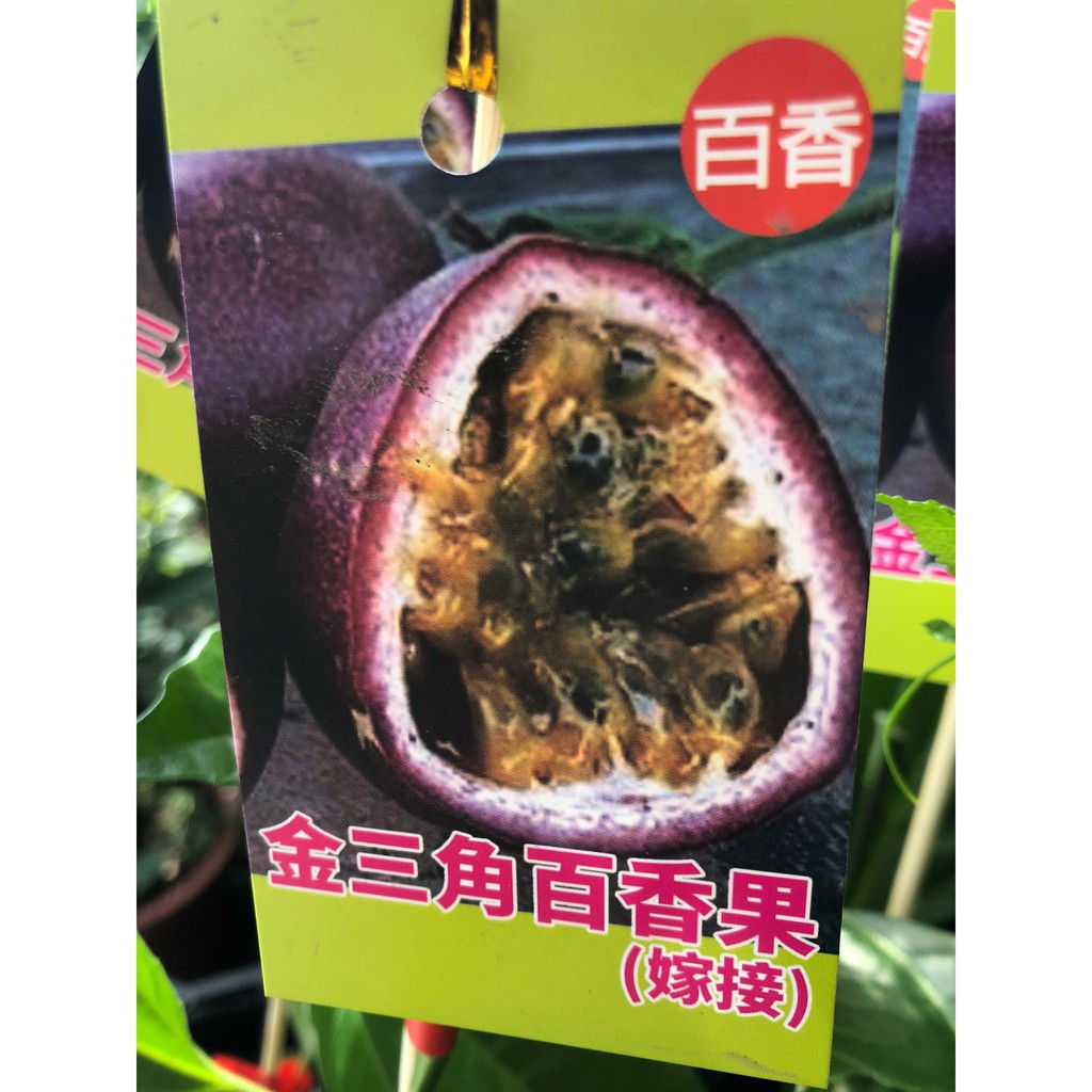 花田厝_季節水果苗--金三角百香果--新品種