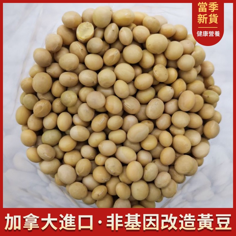 【穀粒穀力】加拿大 非基因改造黃豆 600g 五谷雜糧黃豆大豆