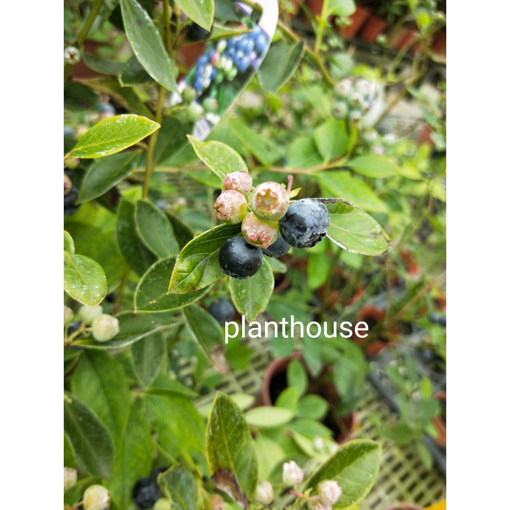 ●○植宅●○藍莓●○5/6吋盆●○水果苗●○平地可種植會結果