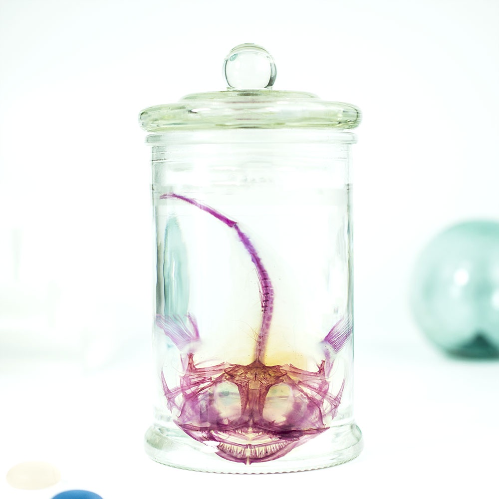海琉工作室 透明生物標本 永保安康 深海鮟鱇魚lophiidae 蝦皮購物