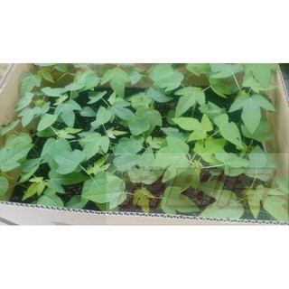 【花田裡】水果苗 _紅妃木瓜_ 3.5吋盆 結果率高