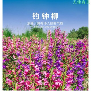 紅草花 優惠推薦 21年7月 蝦皮購物台灣