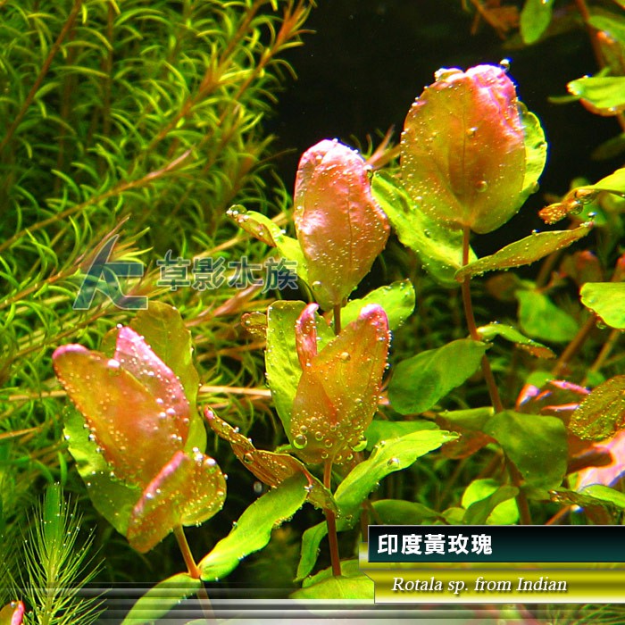 Ac草影 印度黃玫瑰 一株 蝦皮購物