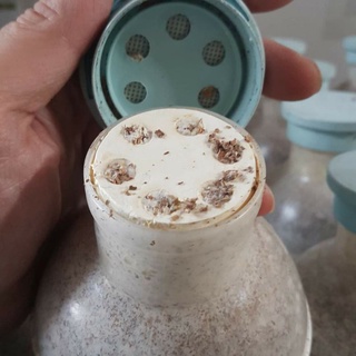 農林楓香木屑秀珍窄口
