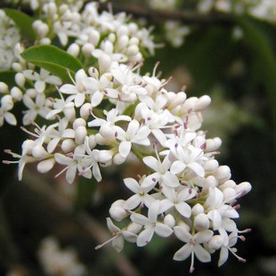 夜來香花的價格推薦 22年5月 比價比個夠biggo