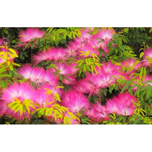 香水合歡 香水粉撲 6吋 開花植物 木本植物 香花植物 70公分 蝦皮購物