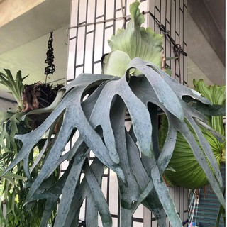 安地斯交爪哇鹿角蕨 2.5吋盆苗 蕨類植物 鹿角蕨上板 觀葉植物 上板植物 園藝 療癒 植栽 陽臺【阿金的便秘花園】