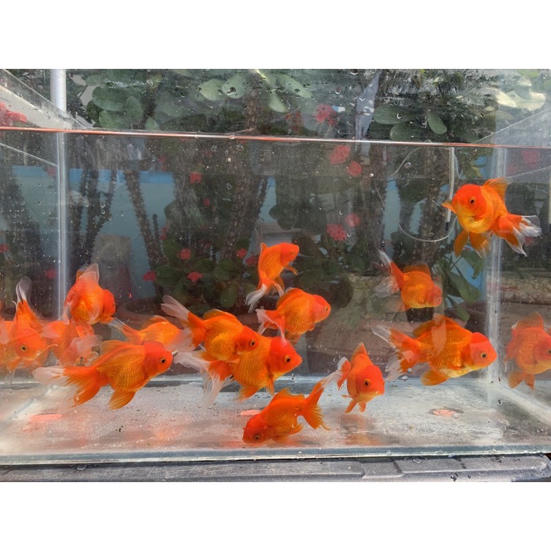 飼料魚短身獅頭金魚 蝦皮購物