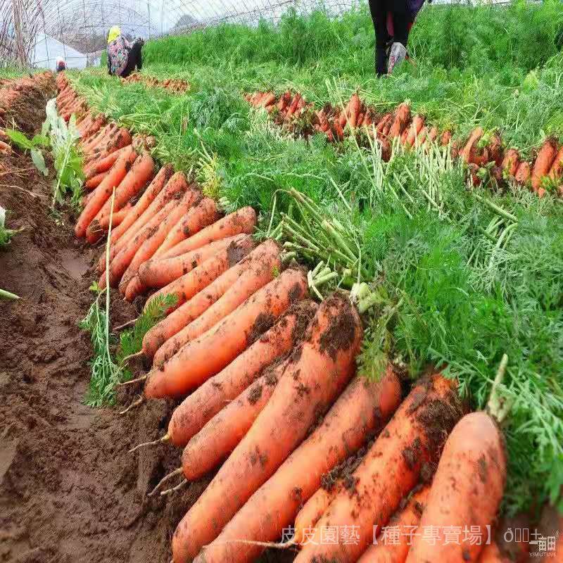 種子夯紅胡蘿蔔種子 高產紅胡蘿蔔非轉基因水果蘿卜庭院陽臺易種蔬菜種 wR4d