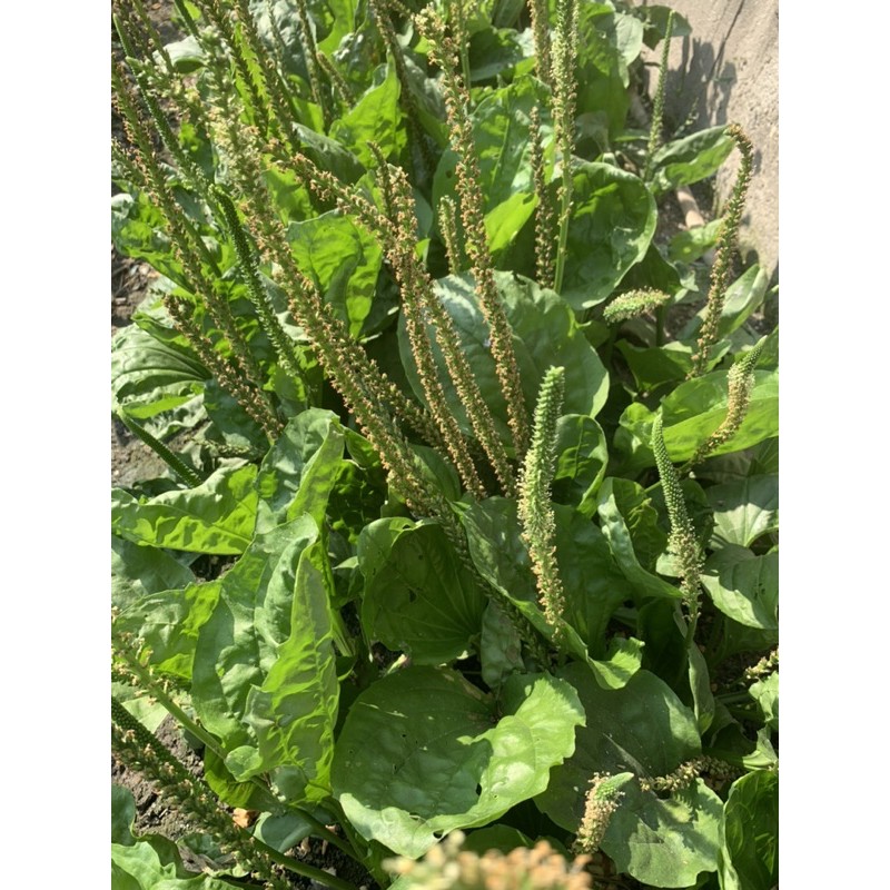 車前草陸龜聖品 無毒大葉車前草 蝦皮購物