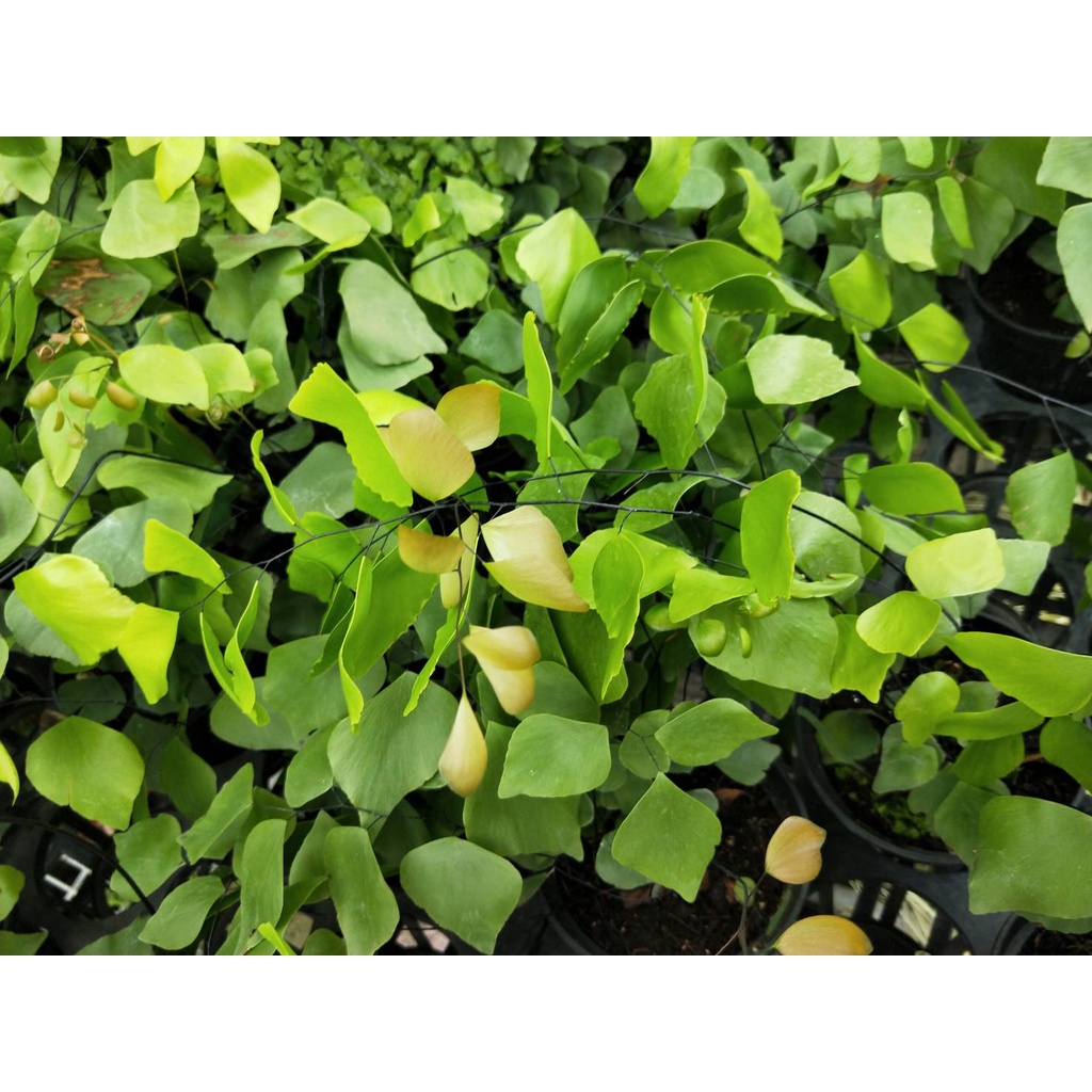 花園植物工坊♥觀葉植物♥祕魯銀幣鐵線蕨(銀幣蕨)♥4吋盆♥