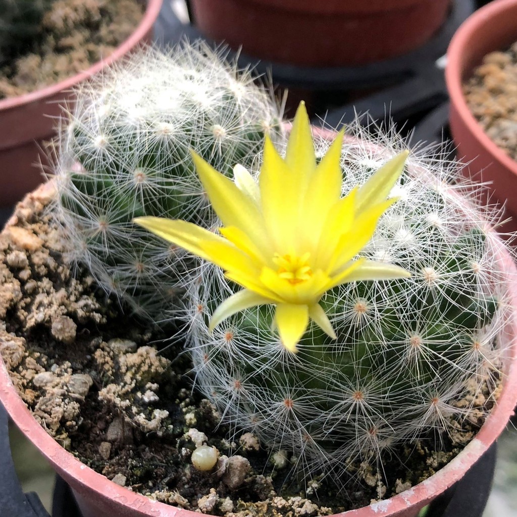 沅鈺農場仙人掌香花丸 蝦皮購物