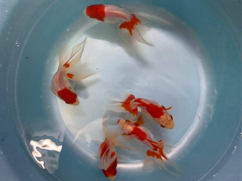 飼料金魚琉金紅白琉金 蝦皮購物