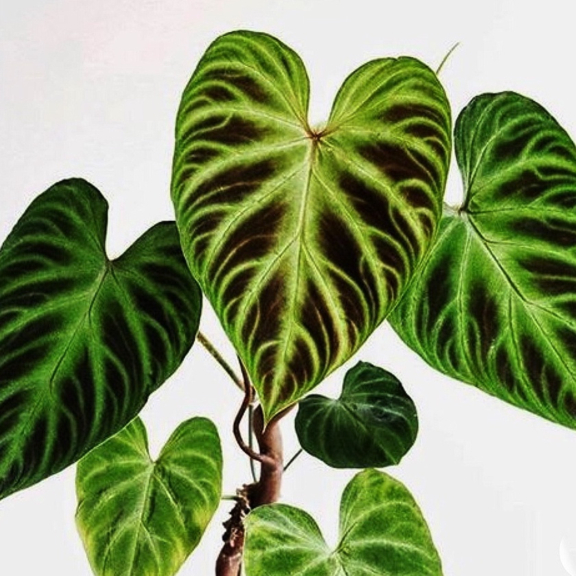 花葉毛柄蔓綠絨philodendron Verrucosum 雨林植物觀葉植物天南星科蔓綠絨 蝦皮購物