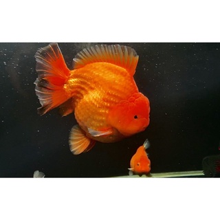 日本hikari 高夠力金魚蘭壽飼料 100g 350g沉水性 蝦皮購物