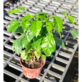 進財樹盆栽 旺財樹 旺旺樹盆栽 發財樹盆栽 觀葉植物 3吋盆 / 6吋盆