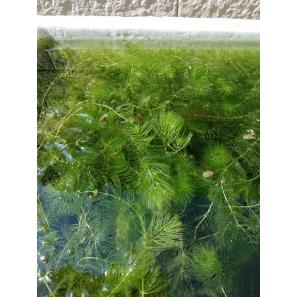 會多給 水生植物水蘊草陰性植物養魚植物水生植物 3支8元 蝦皮購物