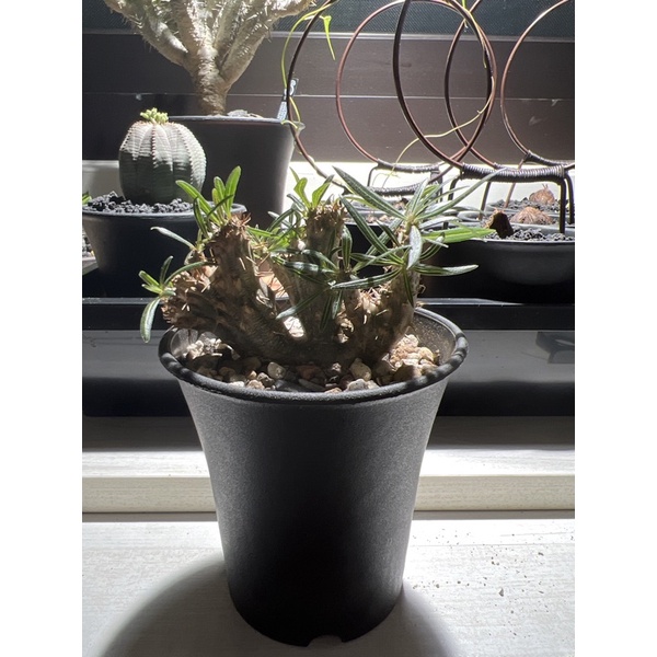 象牙宮綴化 塊根植物