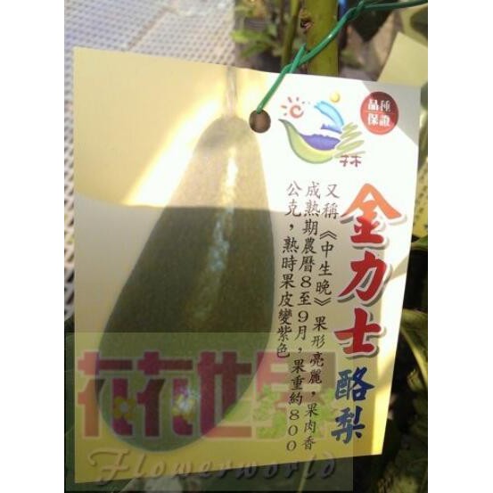 金力士酪梨的價格推薦 21年9月 比價比個夠biggo