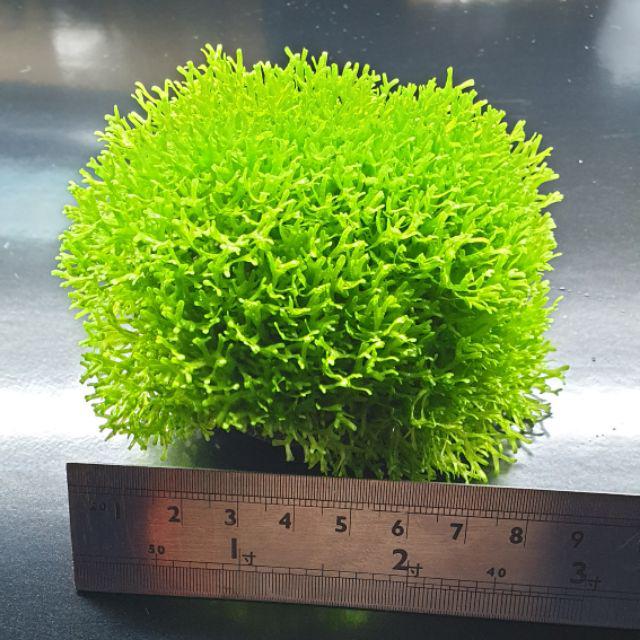 鹿角苔石 真水草 冒泡旺盛 泡泡龍 入門草種 蝦皮購物
