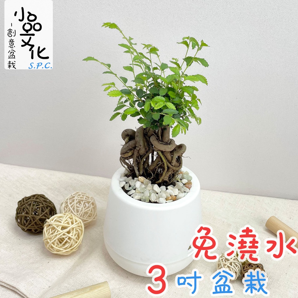 【小品文化】榆樹【現貨】3吋雪胖盆 懶人盆栽 加水更方便 觀葉植物 室內植物 自動吸水 水培 創意花盆 居家