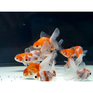 泰國獅頭 優惠推薦 22年1月 蝦皮購物台灣