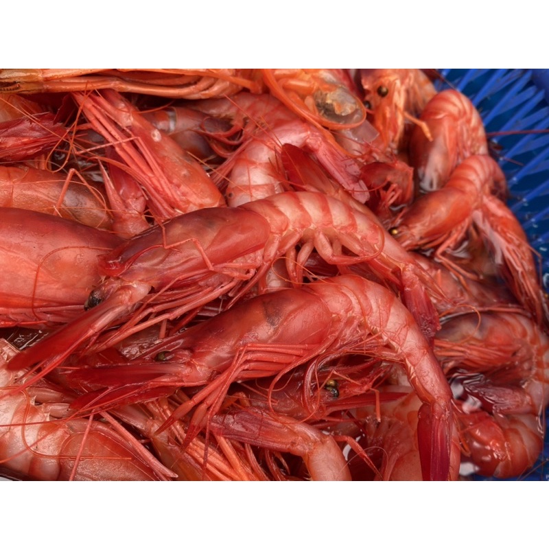 「現」藍海鮮魚-大溪漁港當日現撈「生食級葡萄蝦 深海甜蝦 深海葡萄甜蝦」