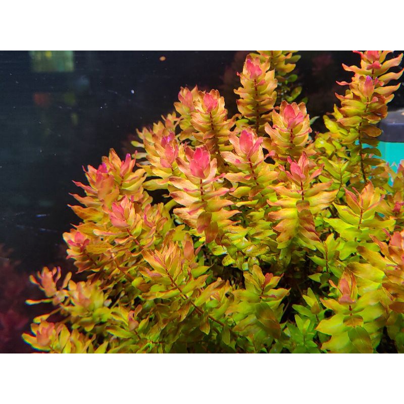 日本青蝴蝶  蝴蝶類水草 紅色水草 營養紅水草  10元/株