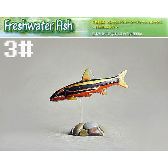 日本進口世界生息する淡水魚模型世界模型制造商1只價 蝦皮購物