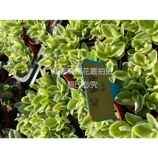 生活創意園藝 多肉植物 太陽玫瑰錦 斑葉花蔓草 蝦皮購物