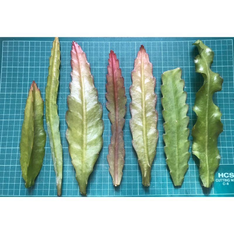 孔雀仙人掌 Epiphyllum  編號210 花照之後補