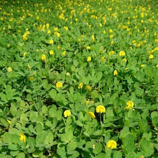 蔓花生枝條500枝 蝦皮購物