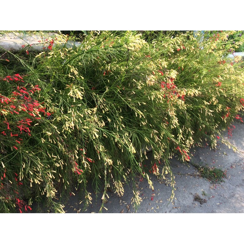 花丁子紅花 黃花二色苗栽 蝦皮購物