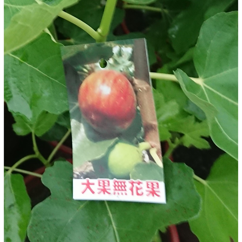 水果苗 大果無花果 花森林植物的家 6吋盆 蝦皮購物
