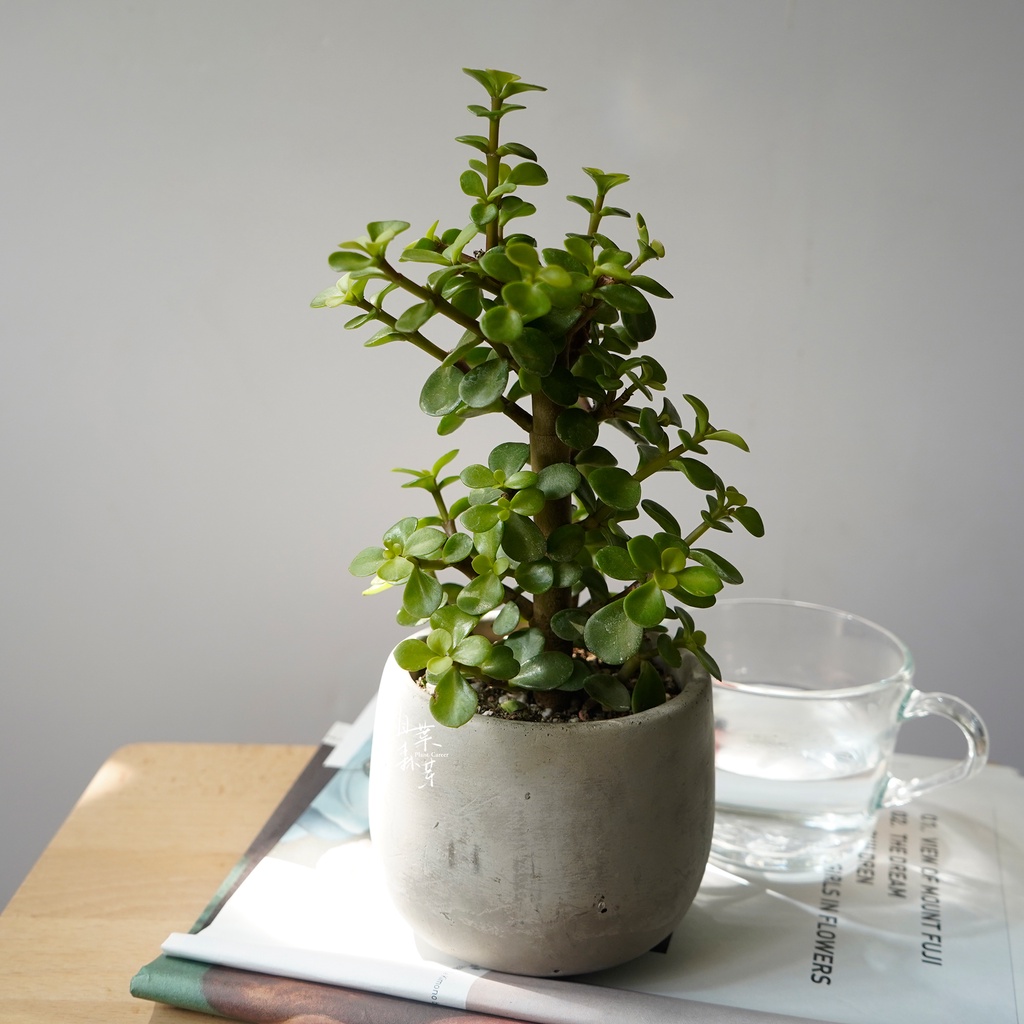 植葉森芽 銀杏木3吋組盆 蝦皮購物