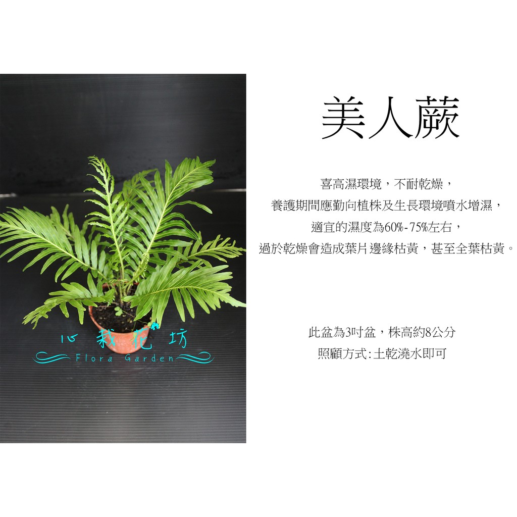 心栽花坊-美人蕨/富貴蕨/3吋/蕨類/觀葉植物/綠化植物/售價60特價50