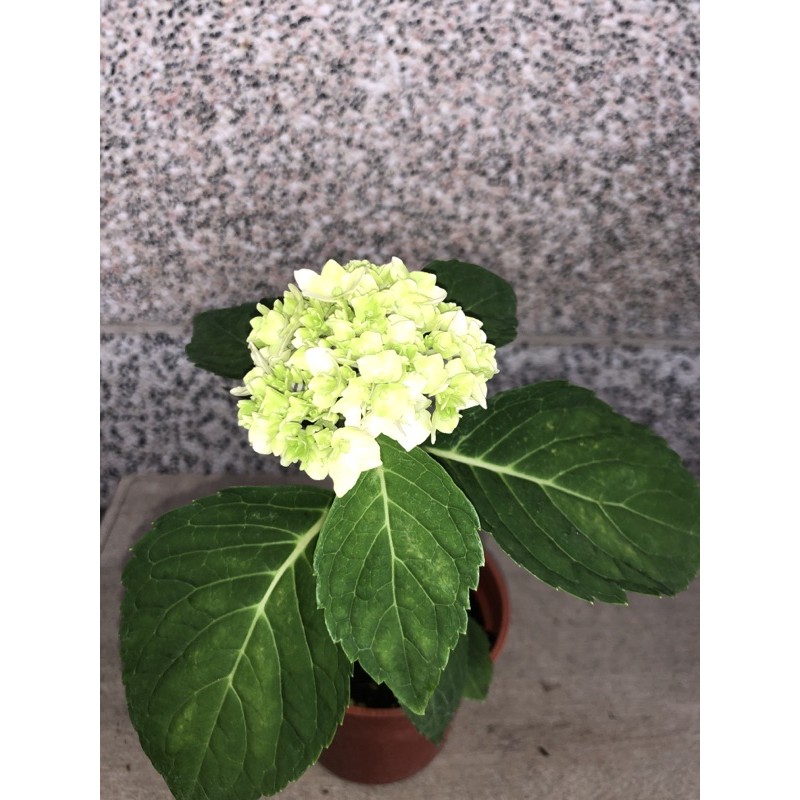 繡球花 八仙花 紫陽花 蝦皮購物