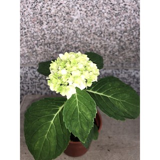 八仙花 優惠推薦 21年7月 蝦皮購物台灣