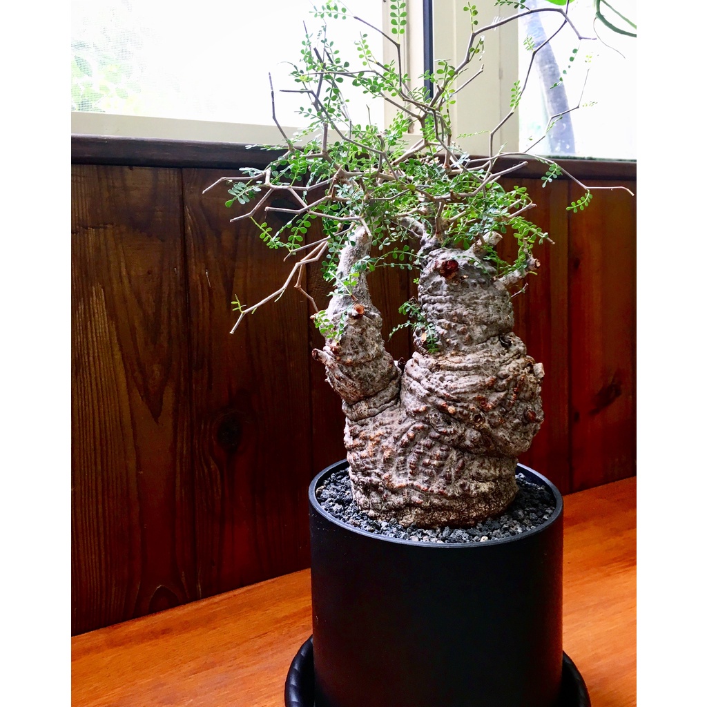 Bj 象足漆樹 種子塊根最夯多肉植物 Operculicaria Pachypus 蝦皮購物