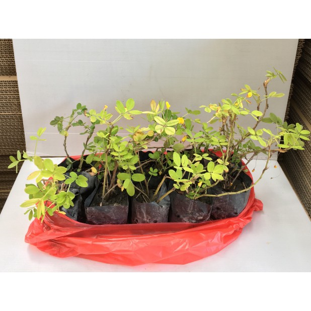 蔓花生的價格推薦 22年8月 比價比個夠biggo